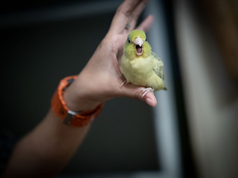 parrotlet perching on owner's finger