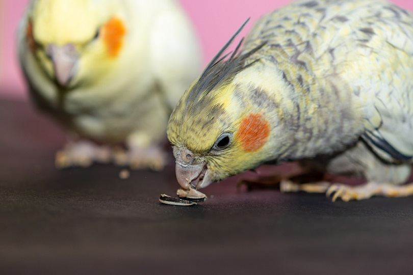 parrots couple eating seeds_Haris Mm_shutterstock