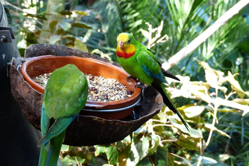 parrots eating commercial food