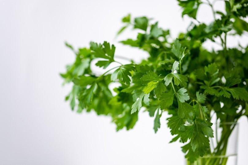 parsley