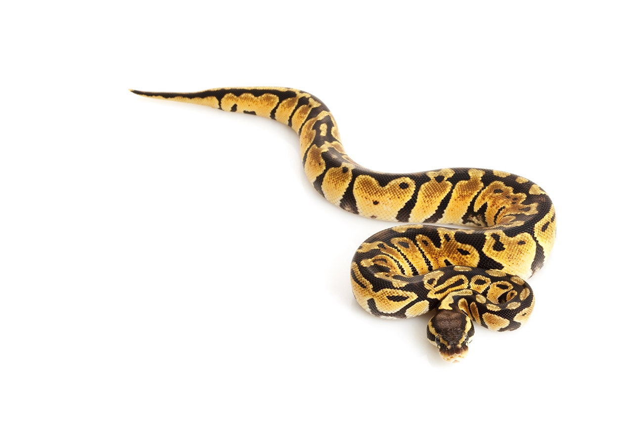 Pastel Ball Python