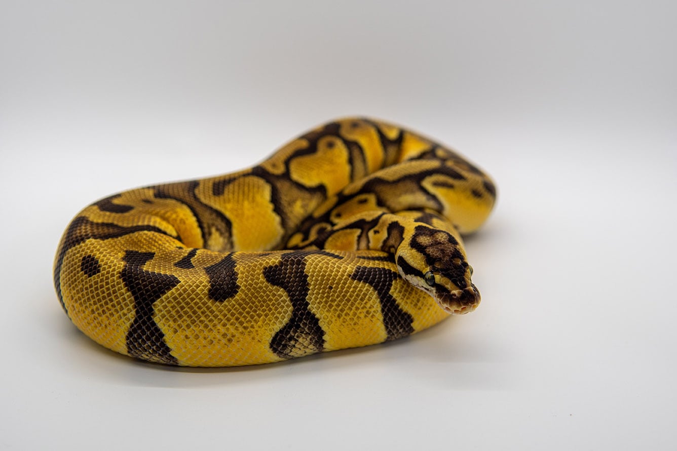 Pastel Clown Ball Python