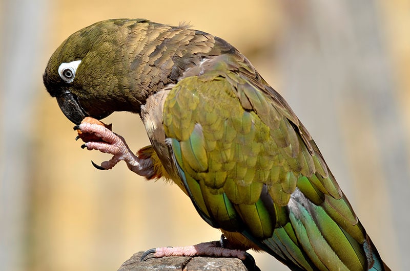 patagonian conure bird eating a fruit
