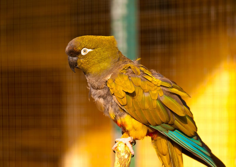 patagonian conure bird perching on branch