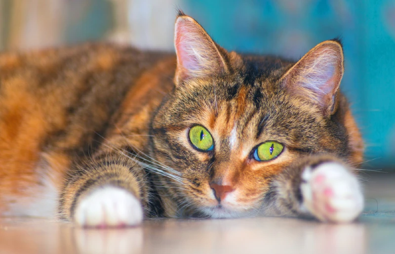 patched tabby american shorthair cat lying on the floor