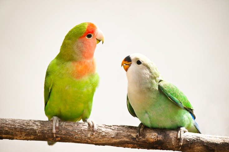 peach-faces lovebirds