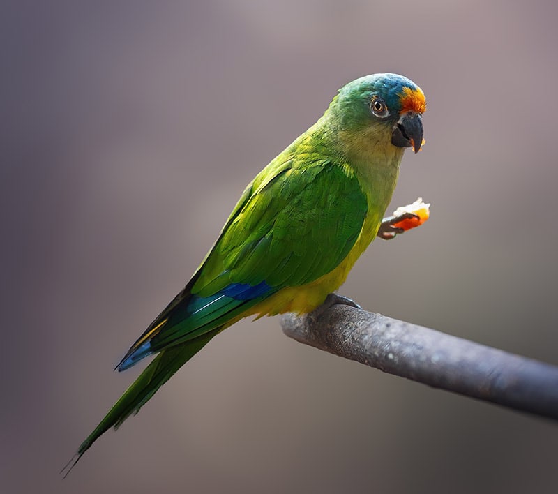 Peach-fronted conure bird eating