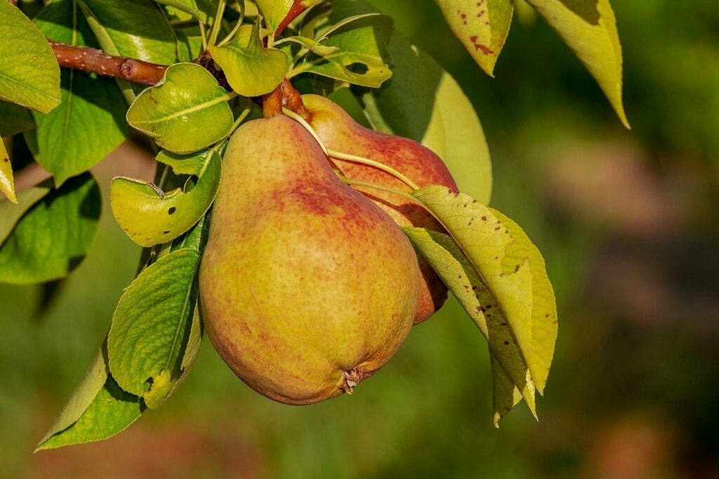pear fruit