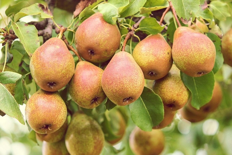 pears on a tree