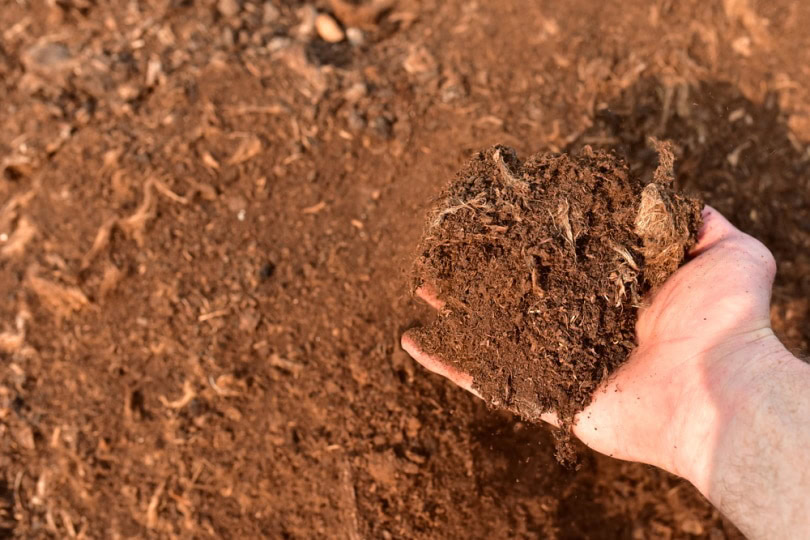 peat moss