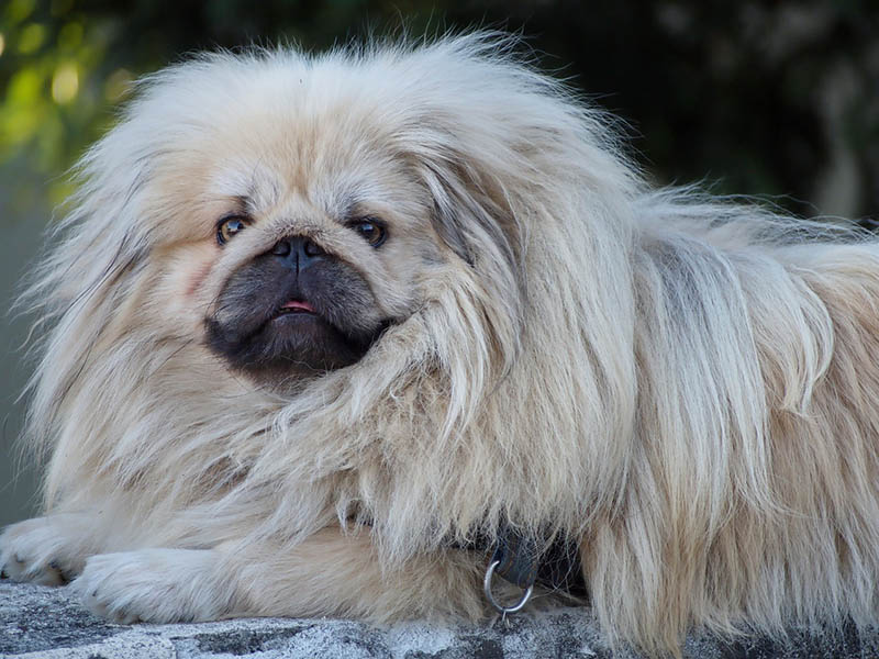 pekingese with long fur