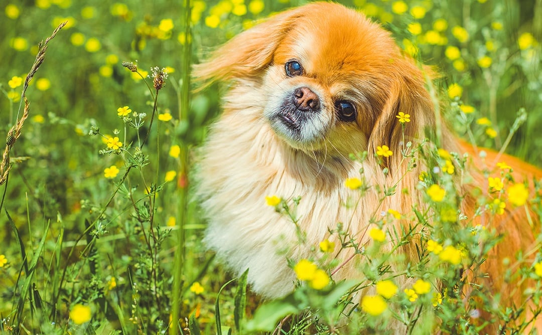 pekingese