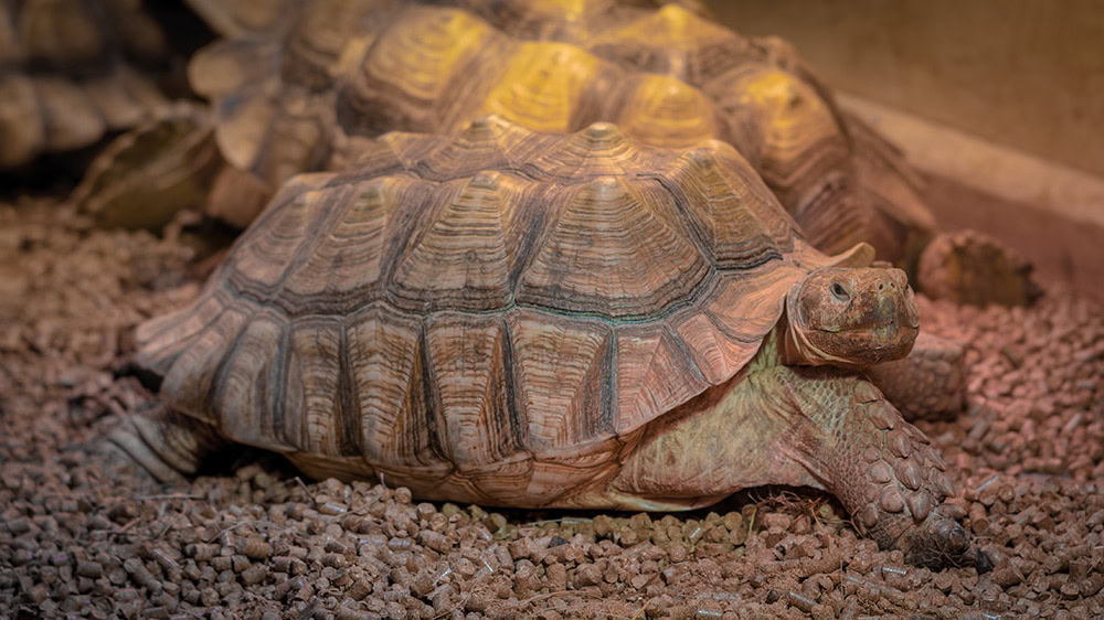 pentecost tortoise under heated lamp