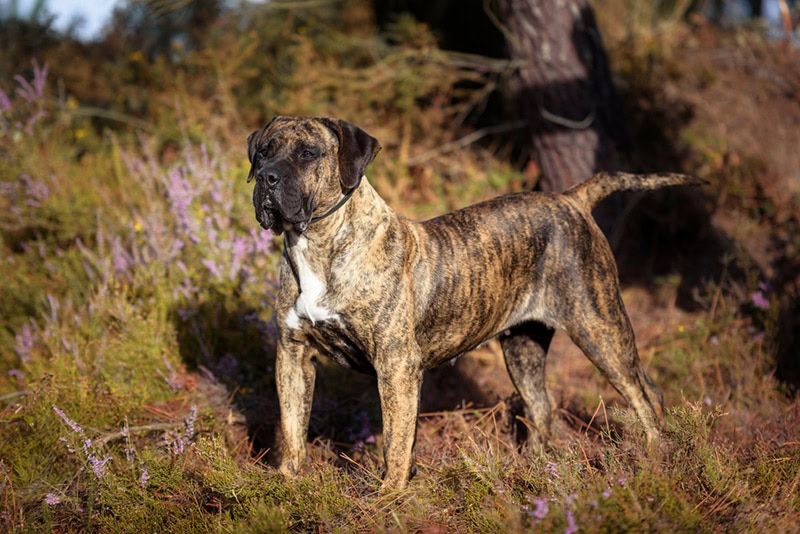 perro de presa canario