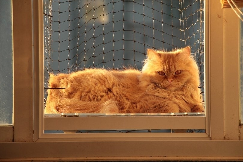 persian cat lying by the window