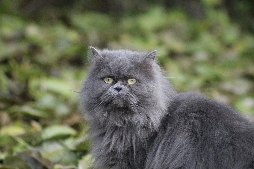 persian cat