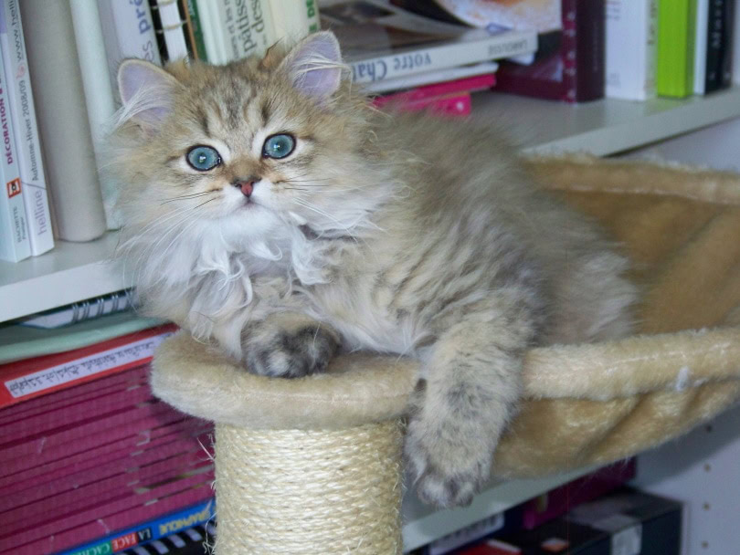 persian kitten