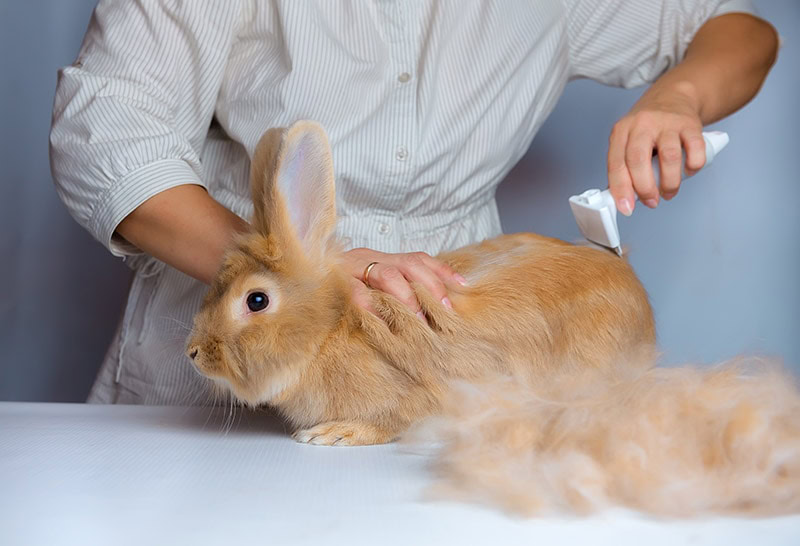 person brushing a shedding rabbit