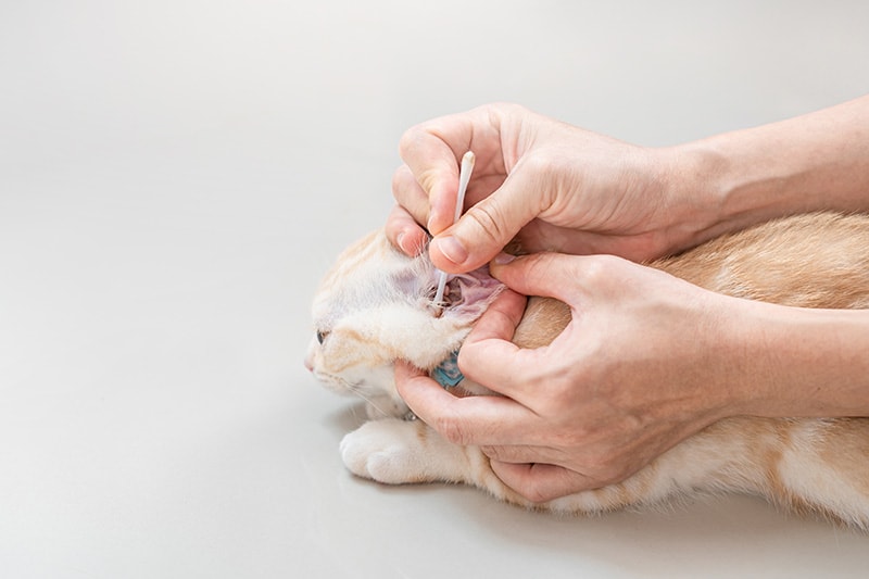 person cleaning cat's ear