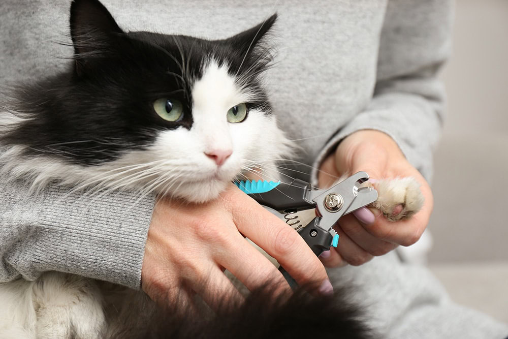 person clipping the nails of tuxedo cat