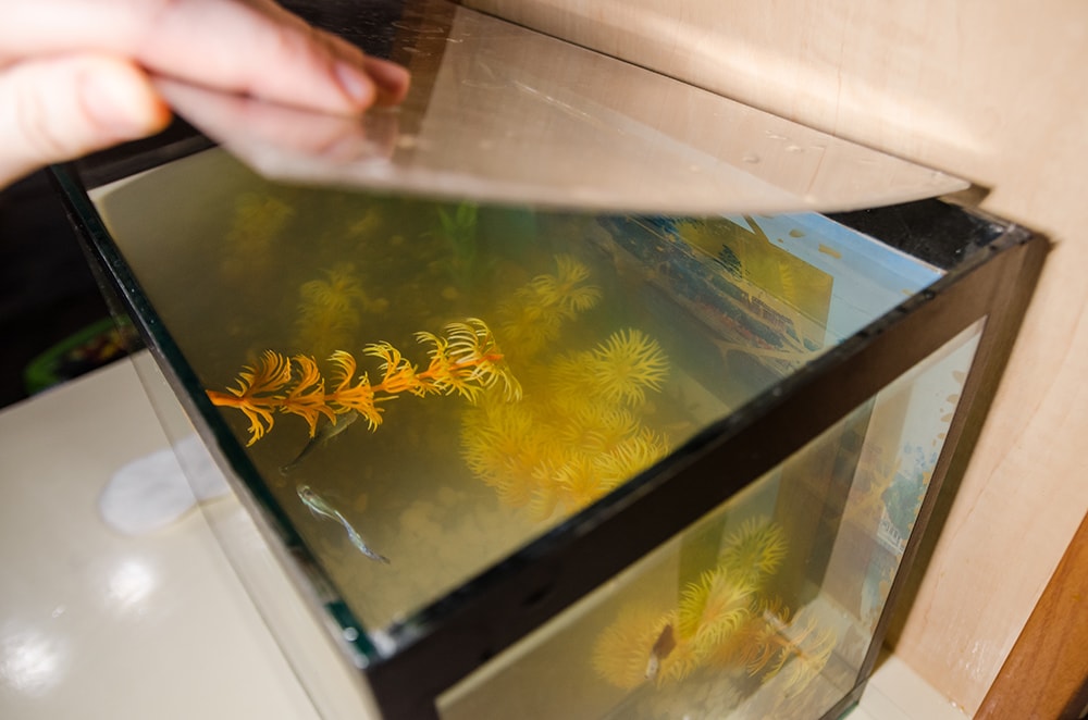 person covering a square aquarium