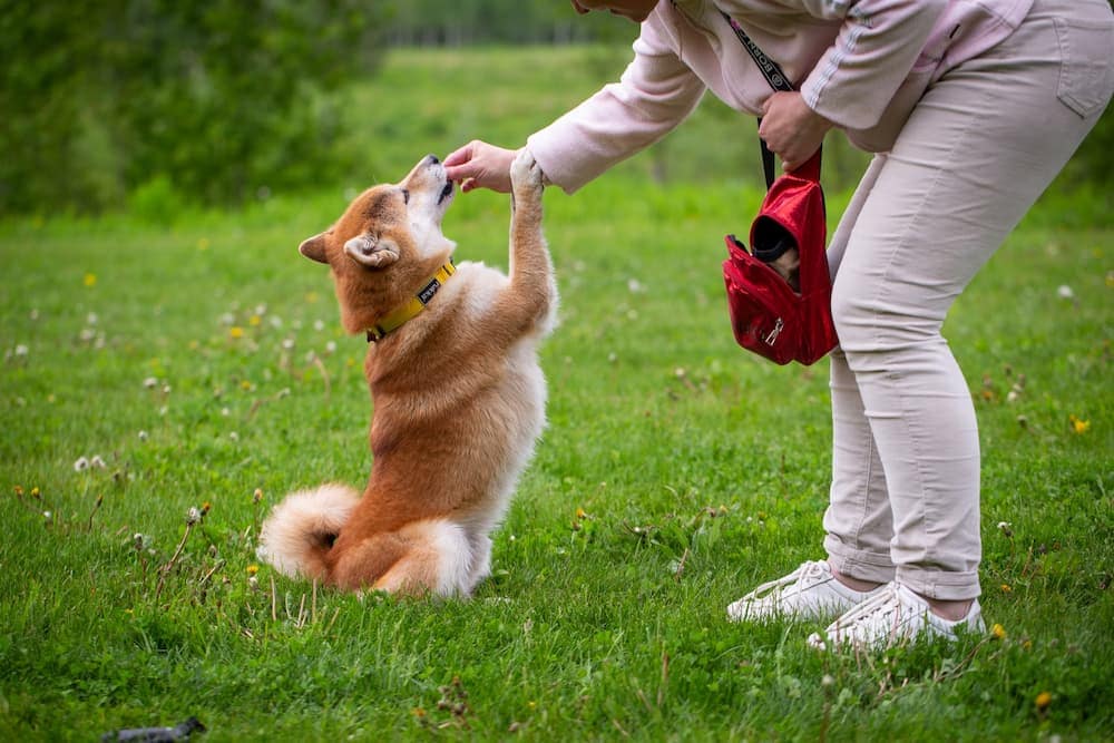 person feeding a brown dog
