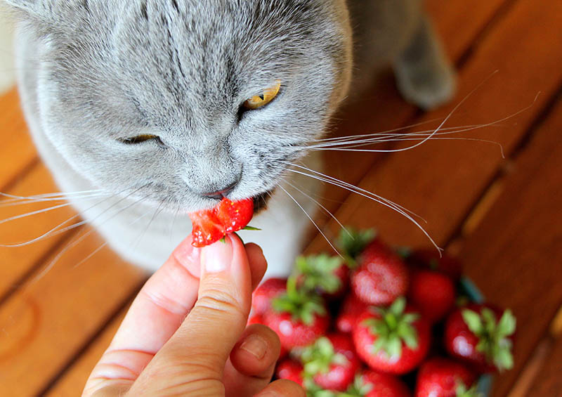 person feeding gray scottish cat some strawberries