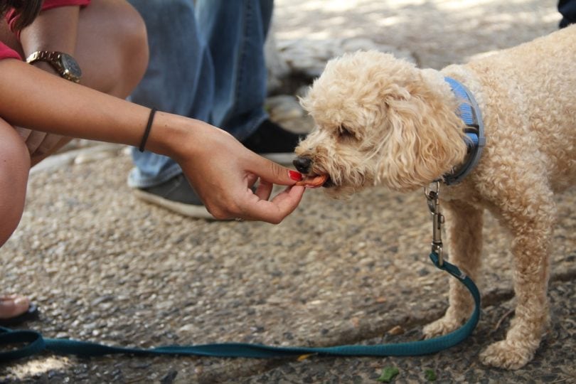 giving dog a treat