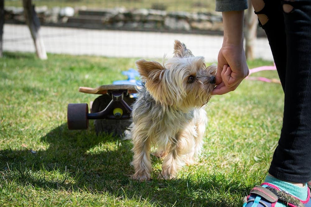 person giving treat to a puppy
