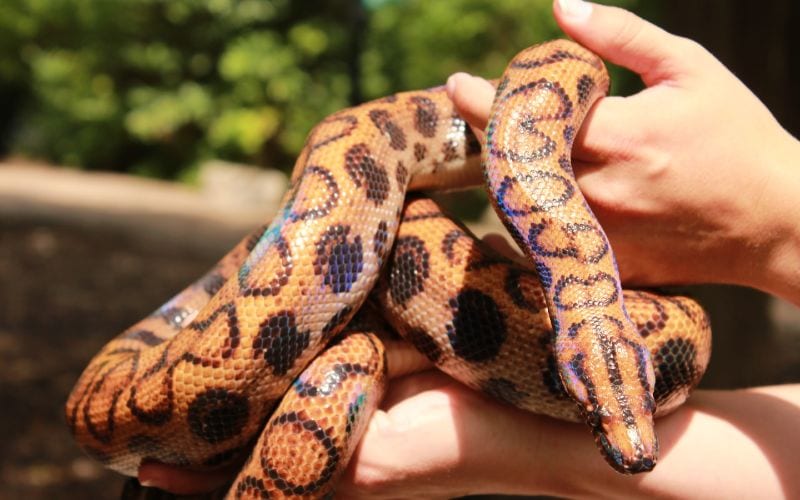 person holding a brown snake with black spots