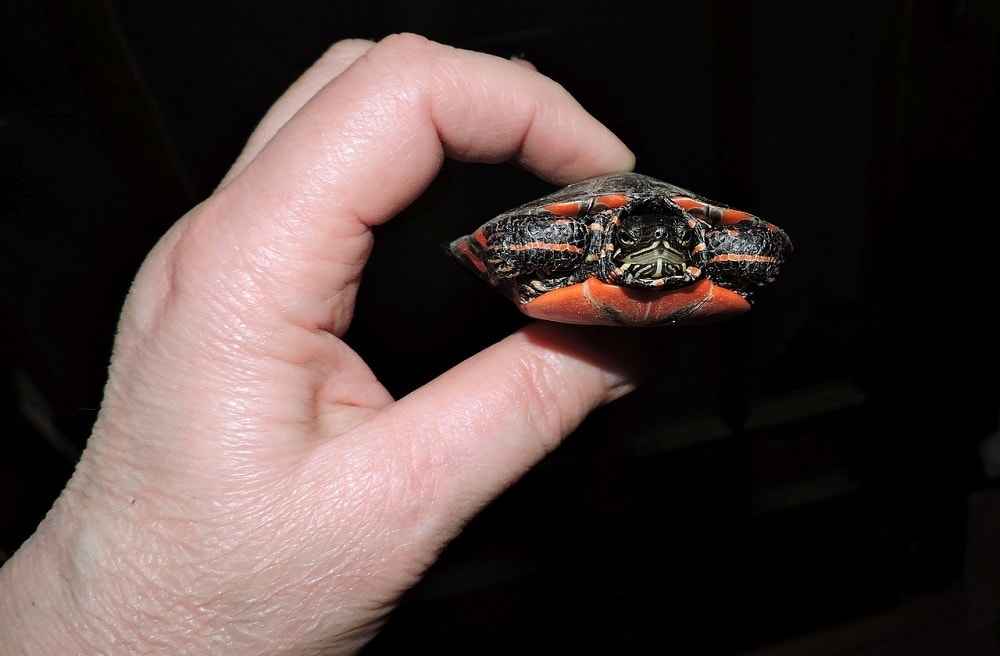 person holding a painted turtle