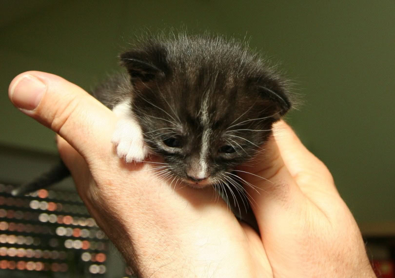 person holding black kitten