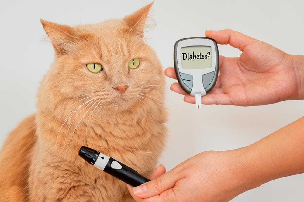 person measuring cat's blood sugar