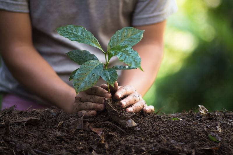 person planting a coffee plant outdoors