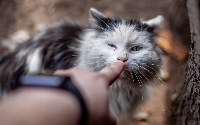 person pointing at cat's nose