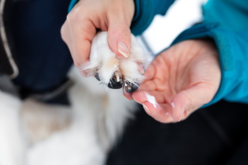 person putting moisturizer on dog paw
