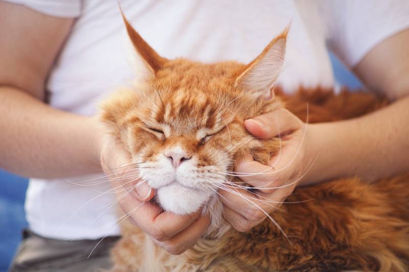 person scratching a maine coon cat's cheeks
