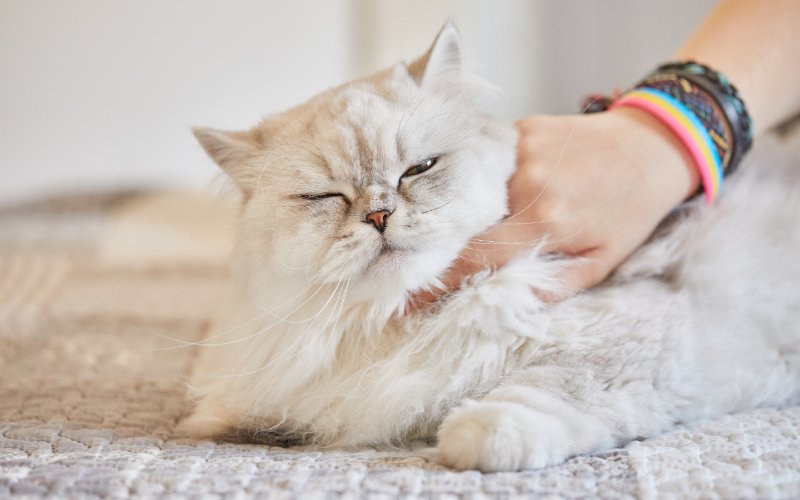 person scratching the neck of a British long-haired cat