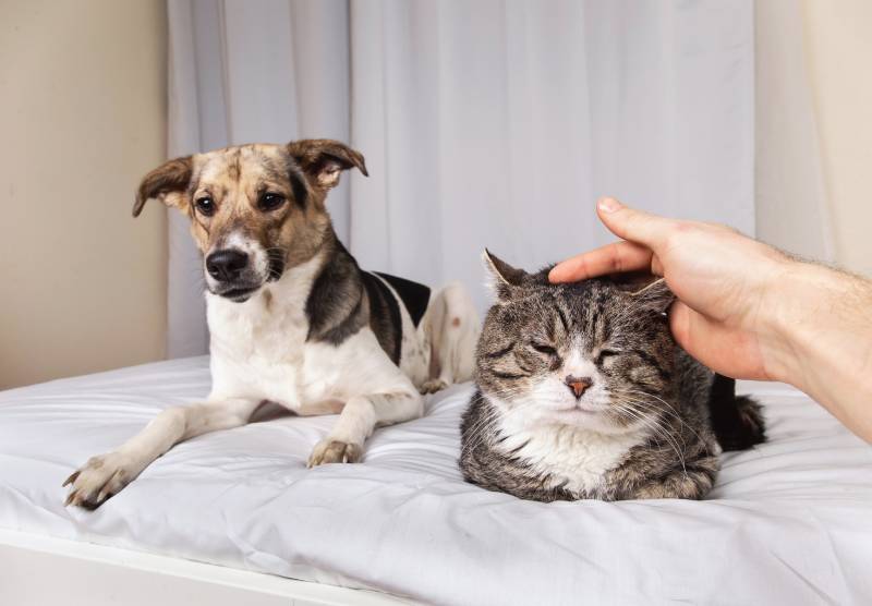 person touching fluffy purring old cat with eyes closed comfortably placing on bed with dog in room