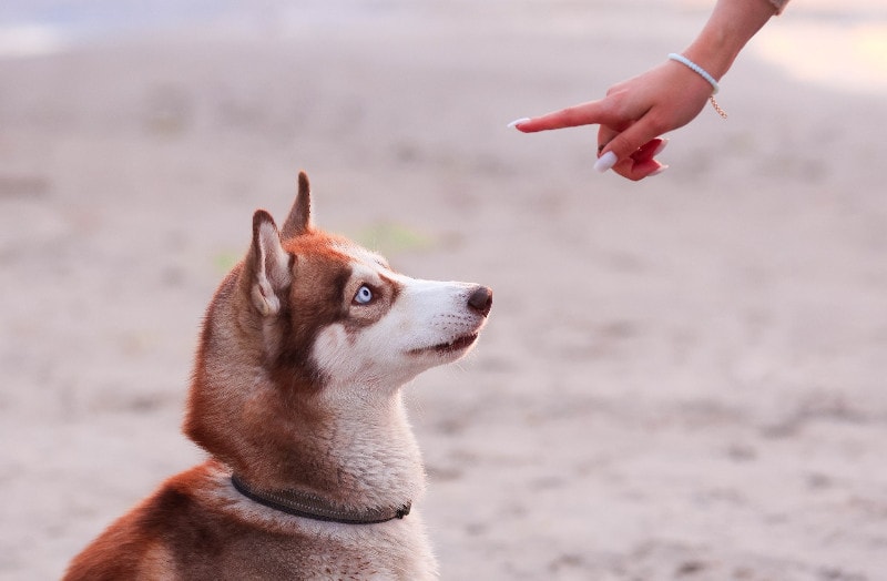 person training dog outdoors