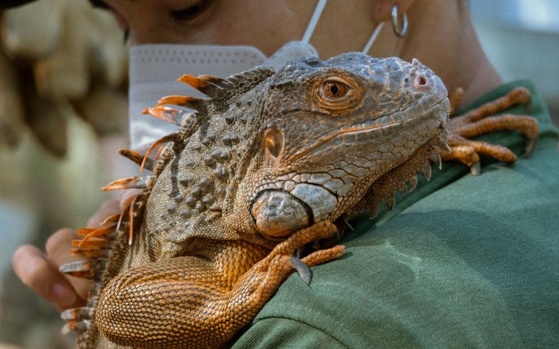 person with mask holding a green iguana