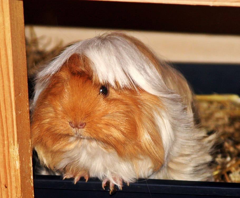 peruvian guinea pig