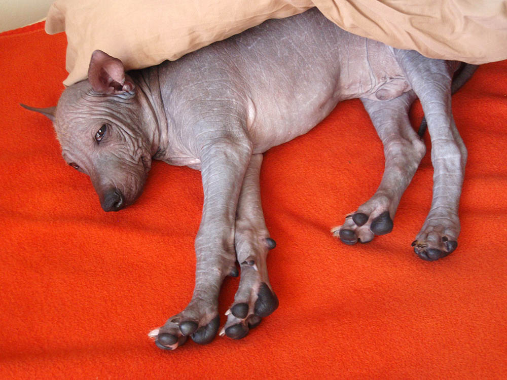 Peruvian hairless puppy