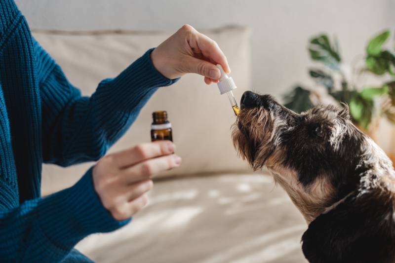 pet dog taking cbd oil from owner