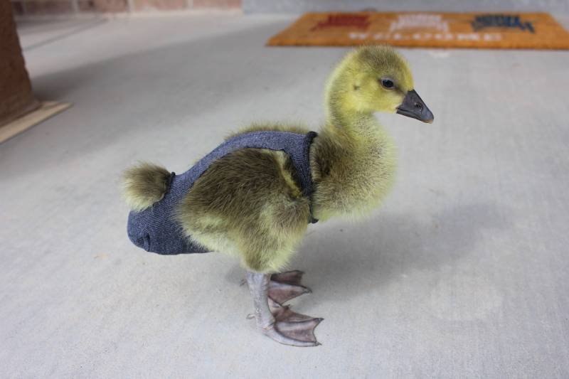 pet duck wearing diaper