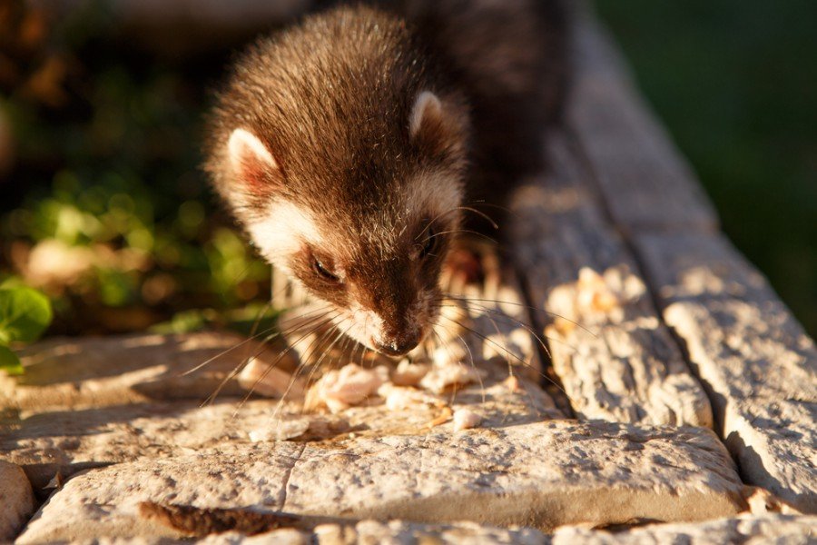 pet ferret to eat food_burdun ilya_shutterstock