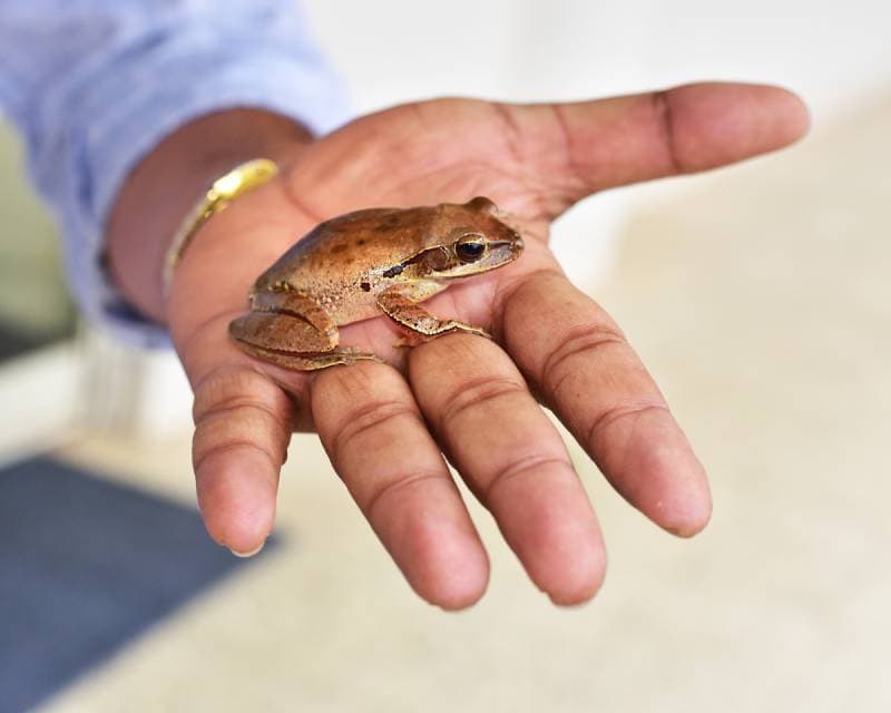 pet frog (Euphlyctis cyanophlyctis) sitting on the open palm of its owner