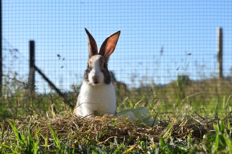 5 DIY Rabbit Run Plans You Can Build Today (With Pictures) | The Vet Desk