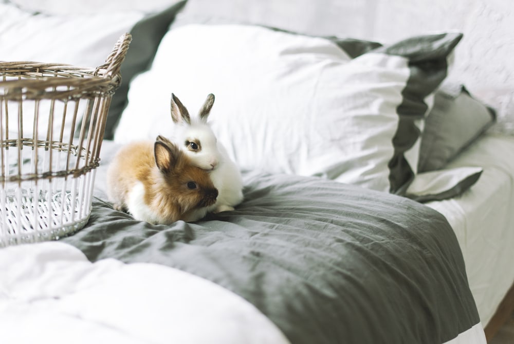 pet rabbits on the bed