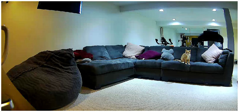 petcube cam daytime capture